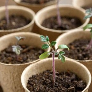 Meet your Posher, Jen